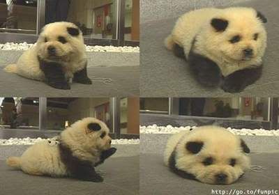 Forum Image: http://i48.photobucket.com/albums/f249/mshkwok/cute_dog.jpg