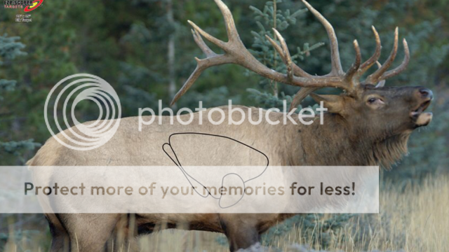 DIY Elk Target - The Hunting Beast