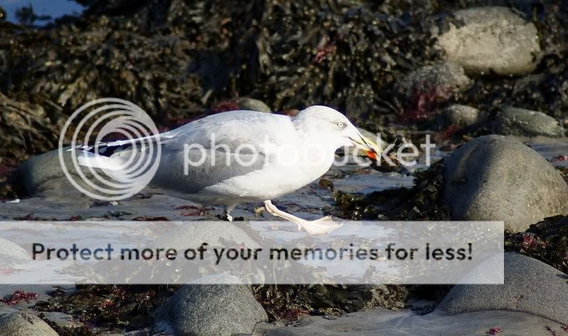 Herring gull with a mere morsel. | Reptile Forums