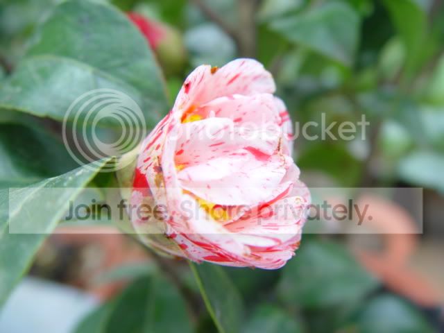 茶花——大和锦