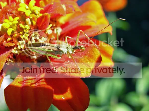 Some Fall Insects - Page 3 - CactiGuide.com