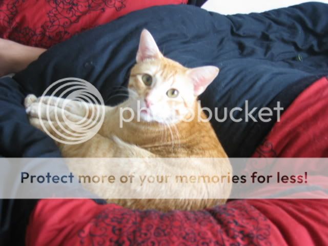 https://i48.photobucket.com/albums/f243/guppy99_00/Picture007.jpg